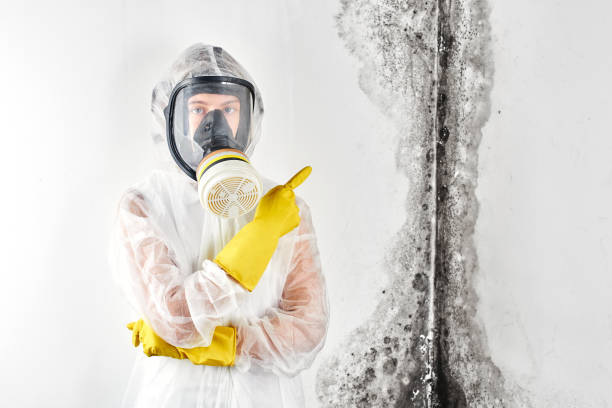 Best Mold Damage Restoration  in Ritzville, WA