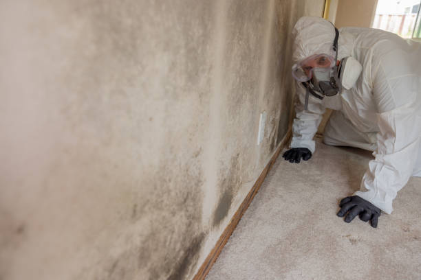 Best Commercial Mold Inspection  in Ritzville, WA